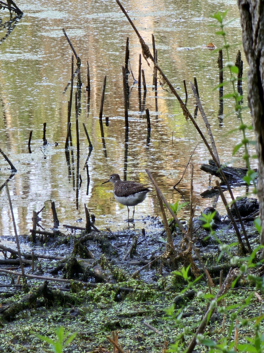 Solitary Sandpiper - ML639942113