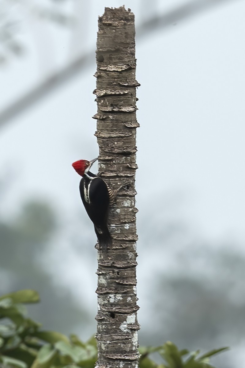 Guayaquil Woodpecker - ML639942317