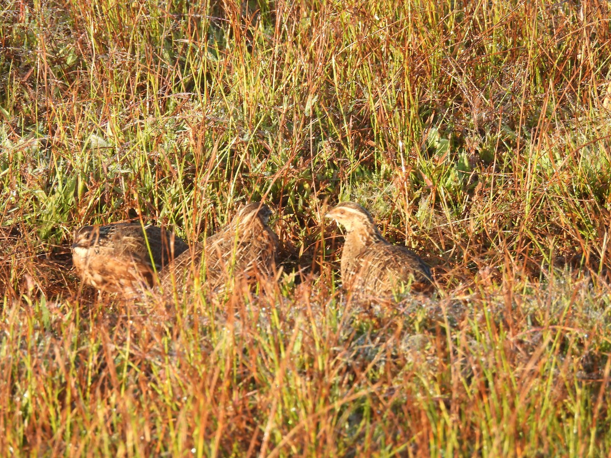 Harlequin Quail - ML639942395