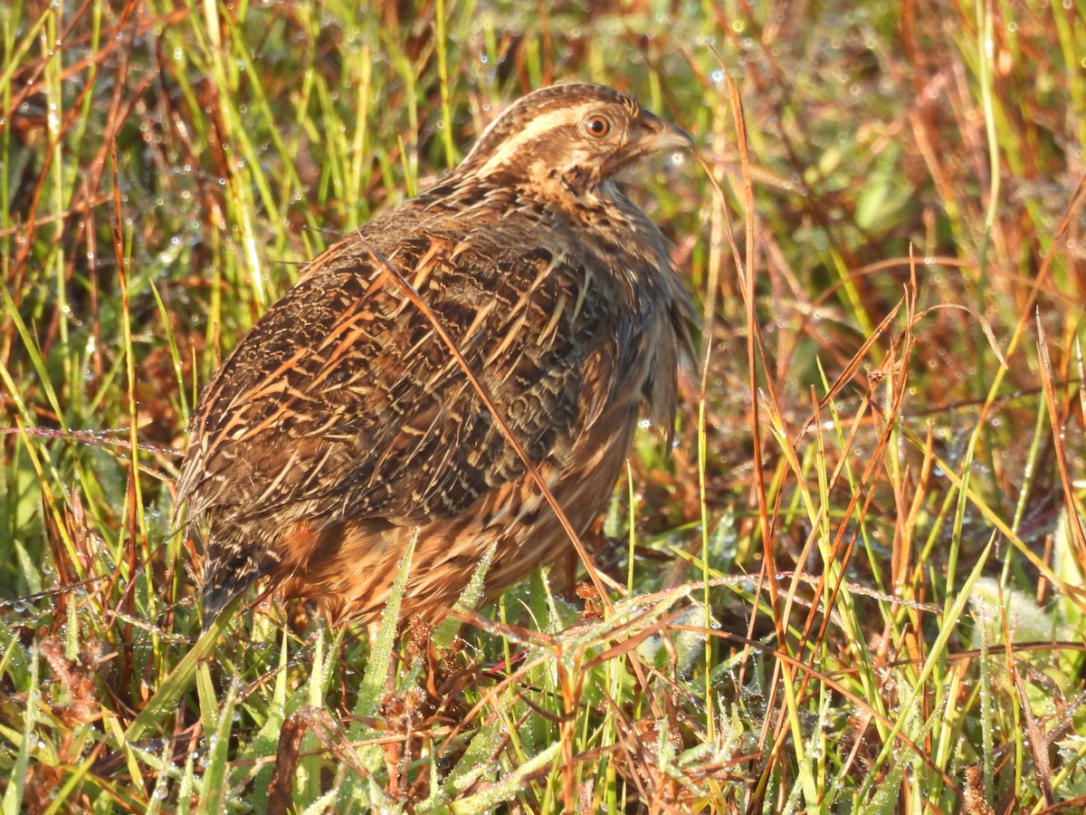 Harlequin Quail - ML639942396