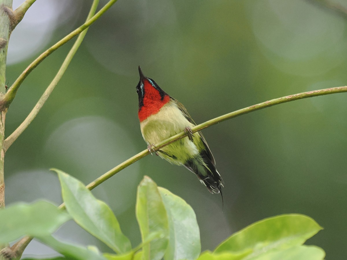 Fork-tailed Sunbird - ML639942445