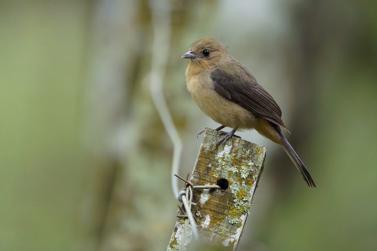 Black-goggled Tanager - ML639942506