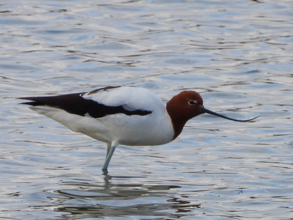 Avocette d'Australie - ML639942559