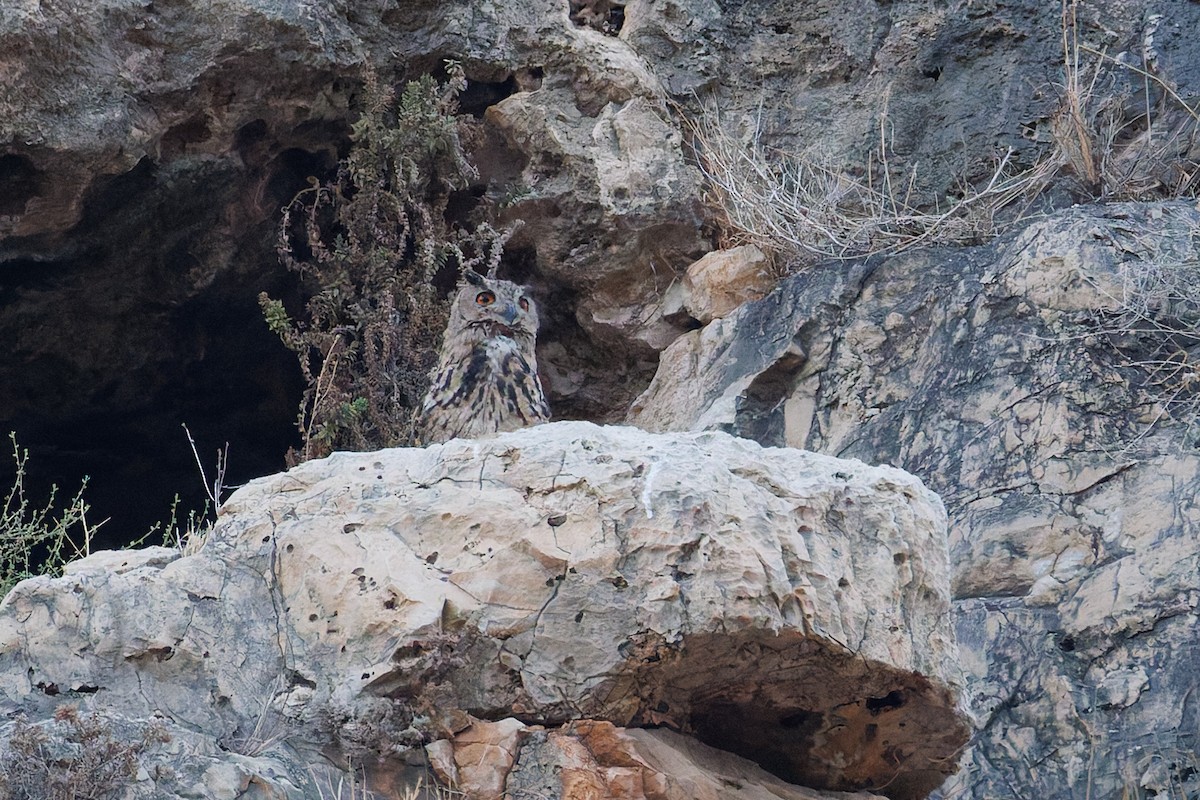 Eurasian Eagle-Owl - ML639942608