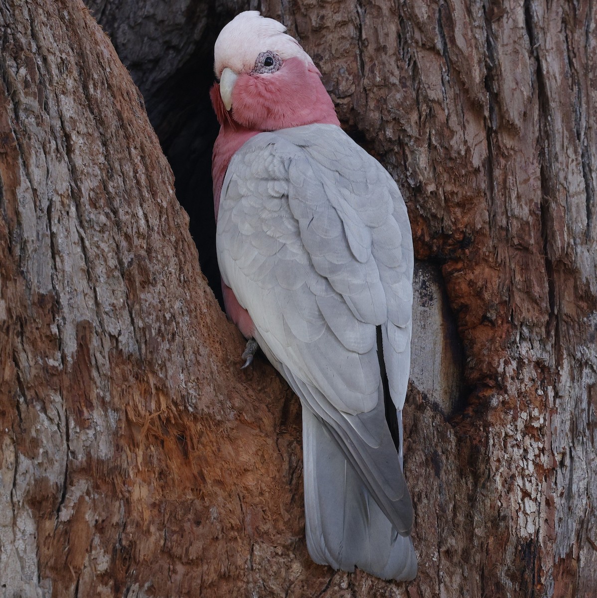 Galah - ML639942635