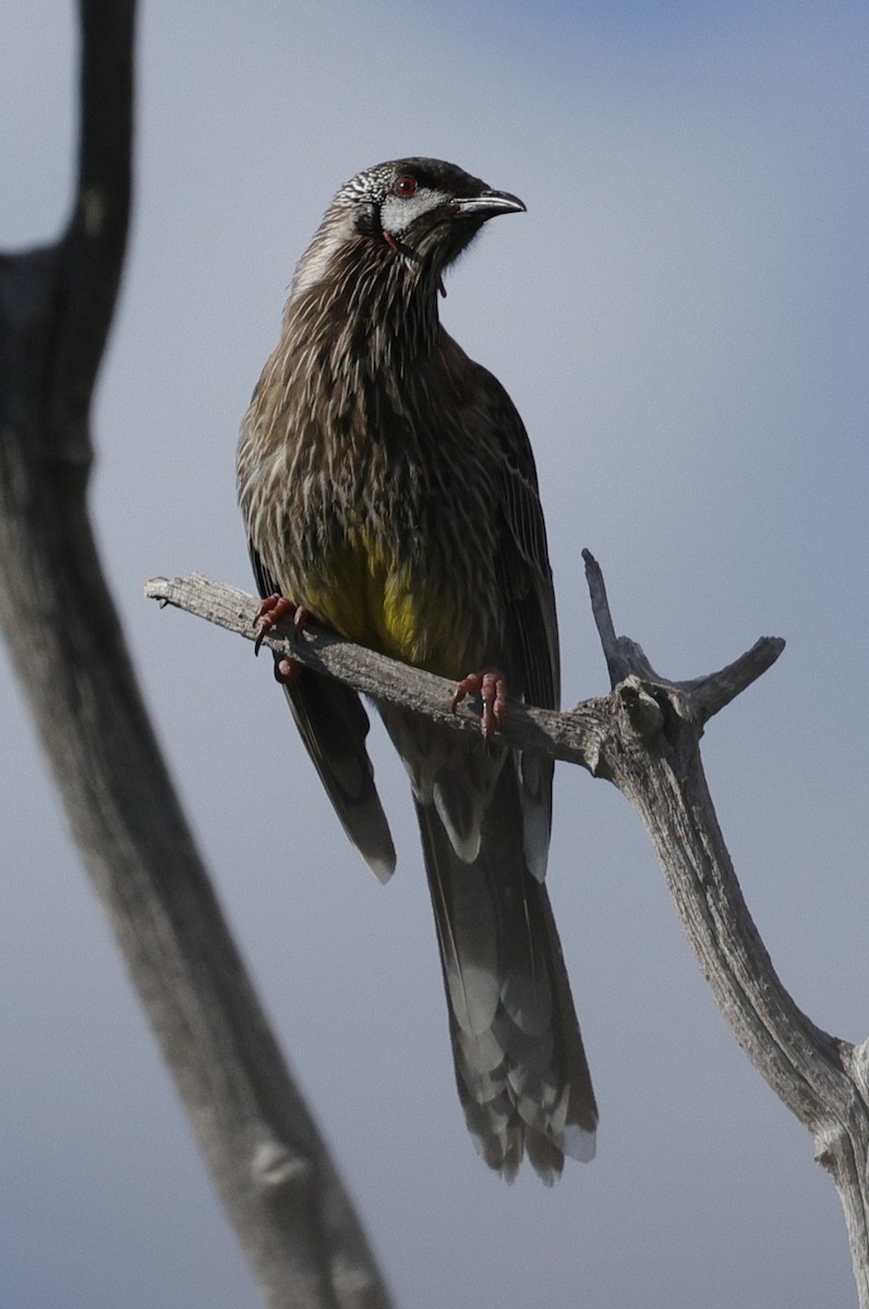 Red Wattlebird - ML639942681