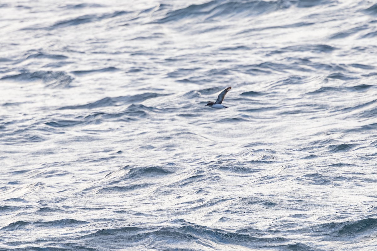 Fluttering Shearwater - ML639942684