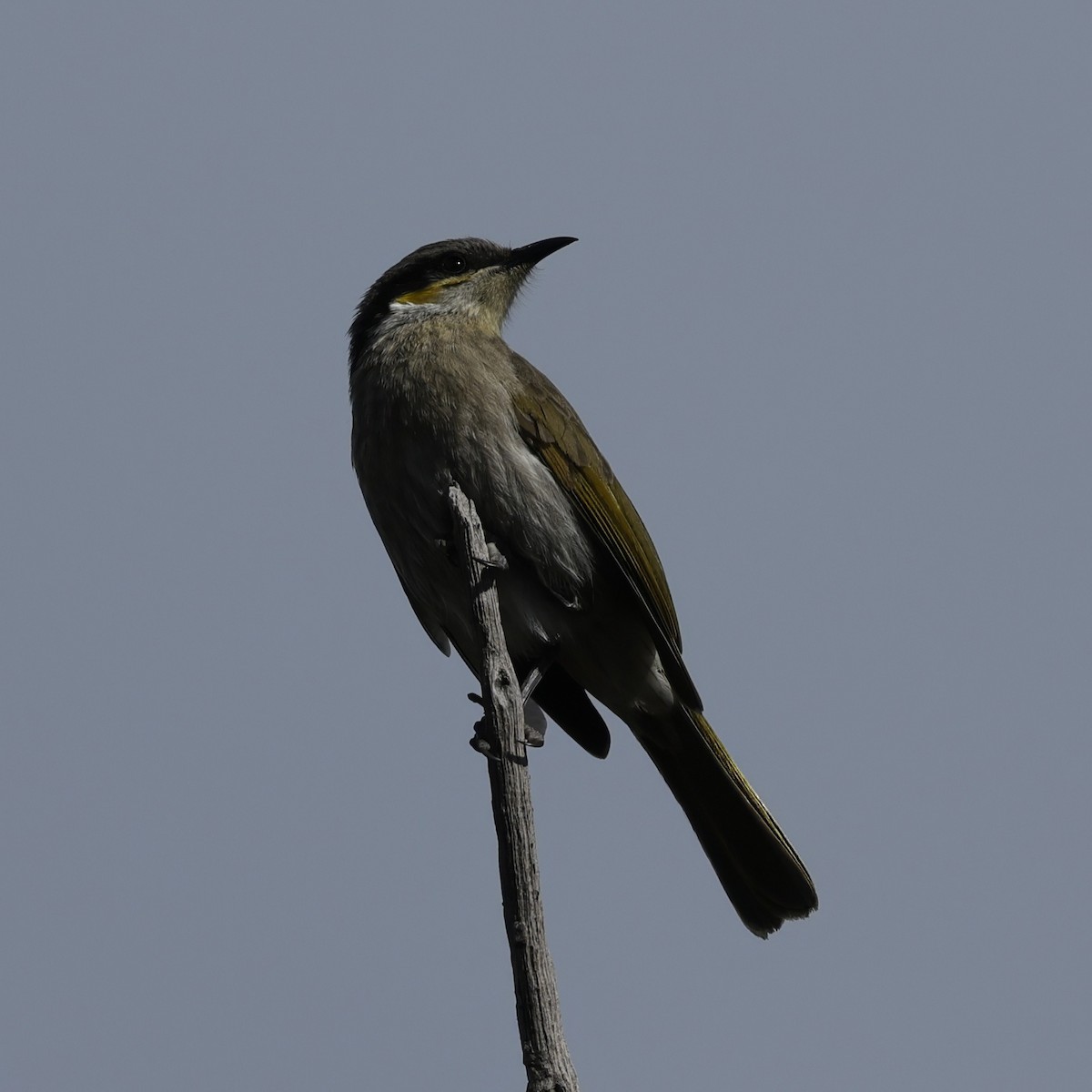 Singing Honeyeater - ML639942691