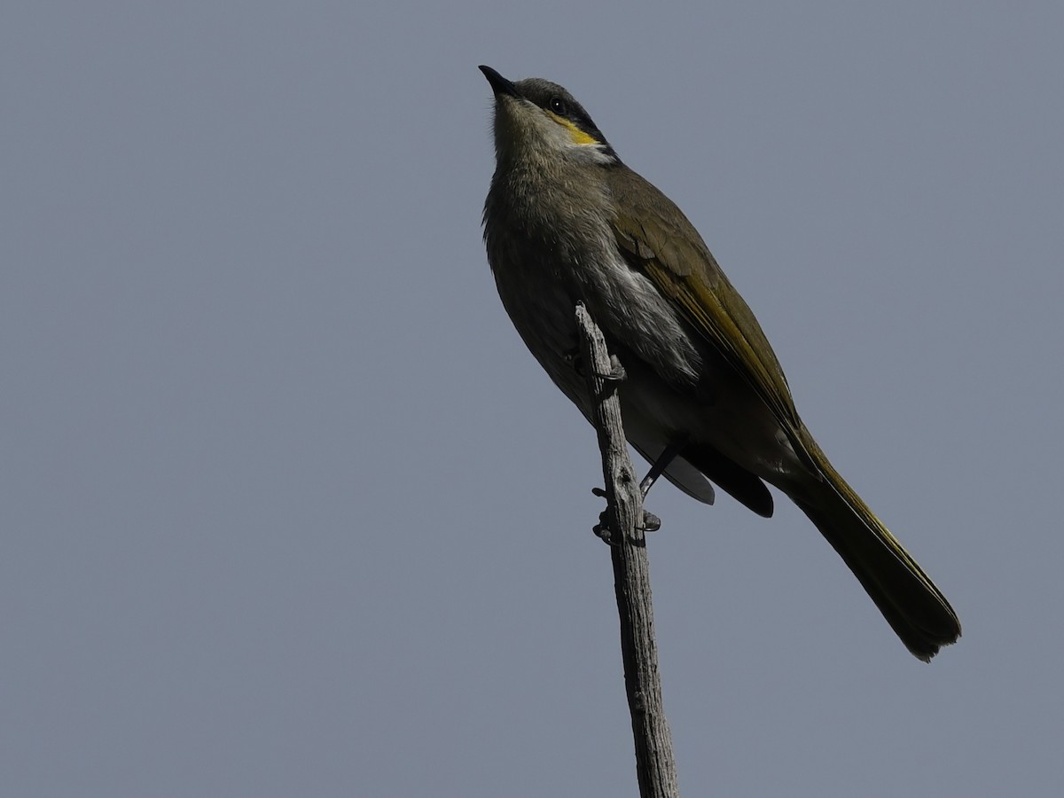 Singing Honeyeater - ML639942692