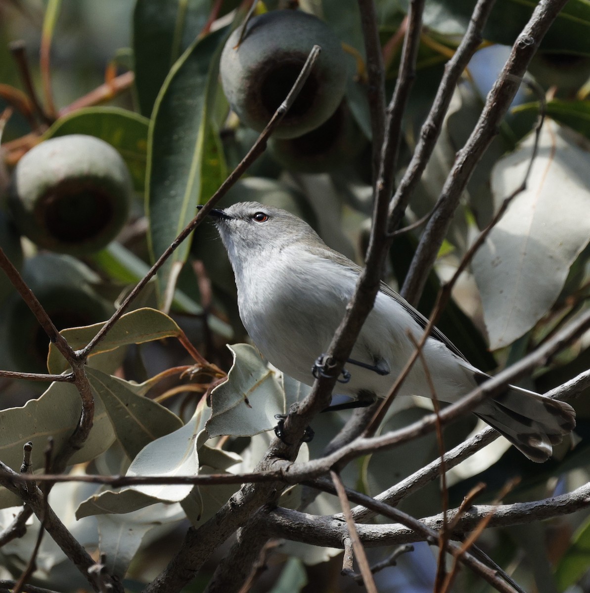 Western Gerygone - ML639942703