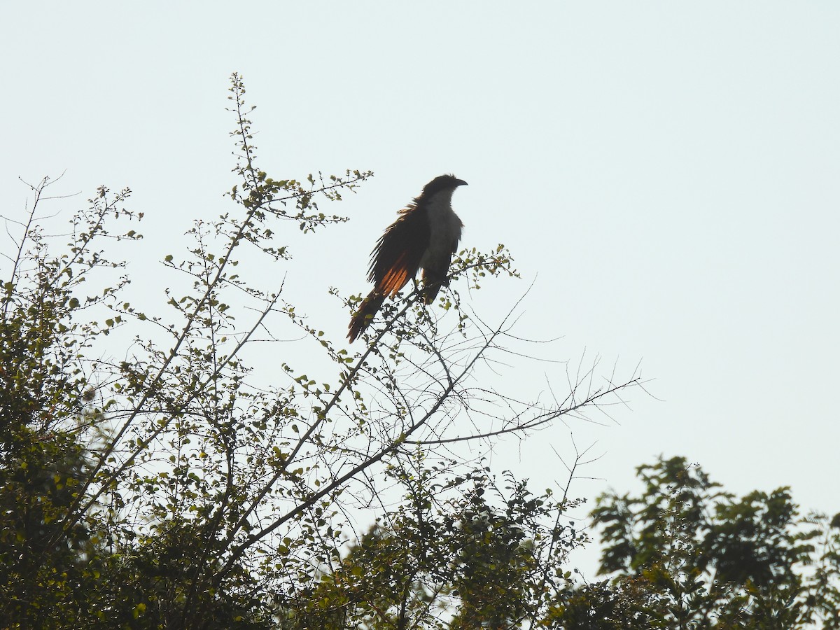 Coucal des papyrus - ML639942722