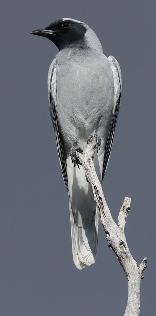 Black-faced Cuckooshrike - ML639942728