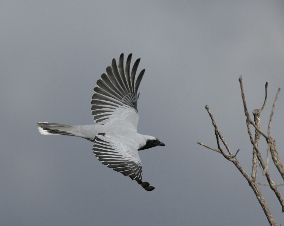 Black-faced Cuckooshrike - ML639942730
