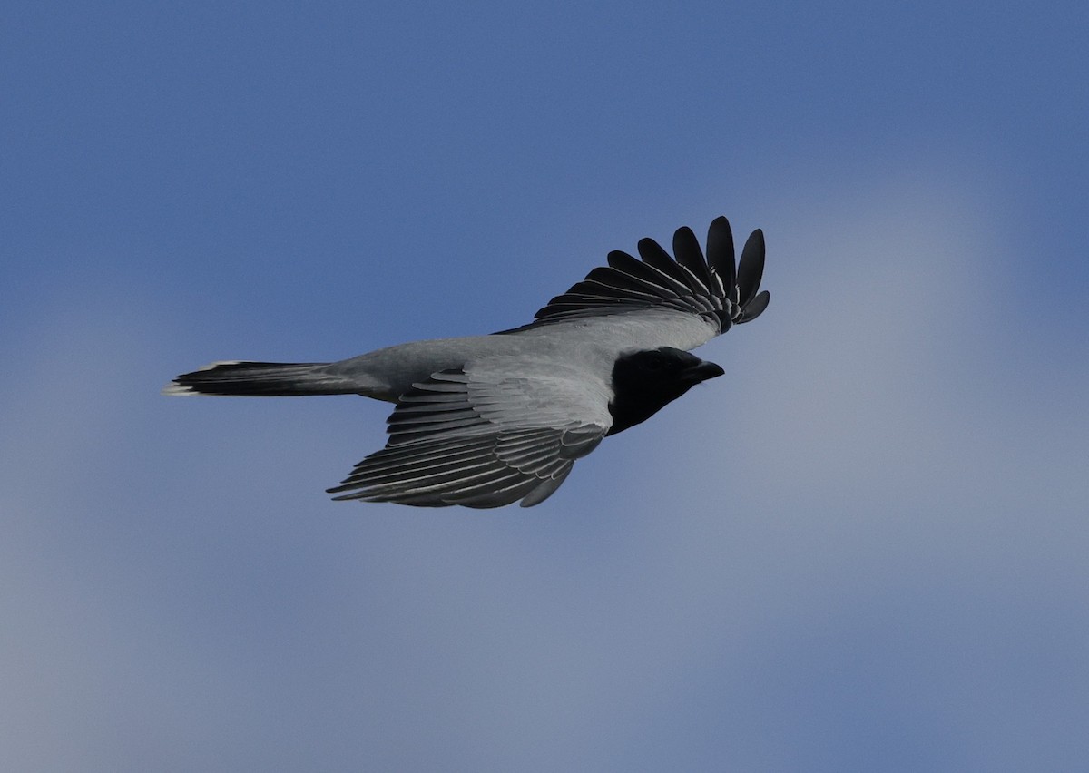 Black-faced Cuckooshrike - ML639942731