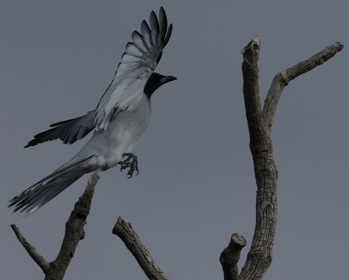 Black-faced Cuckooshrike - ML639942733