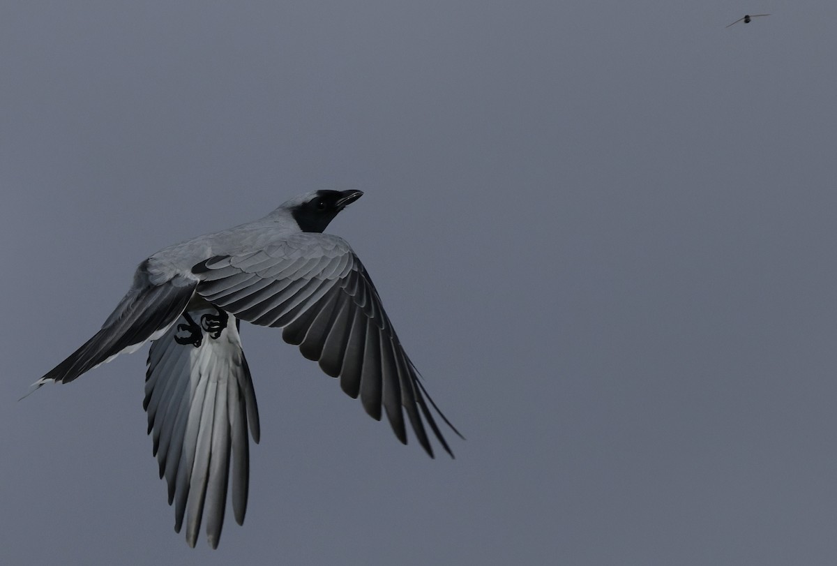 Black-faced Cuckooshrike - ML639942734