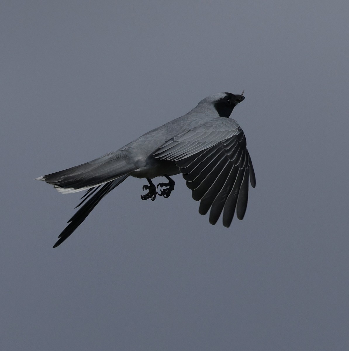Black-faced Cuckooshrike - ML639942735