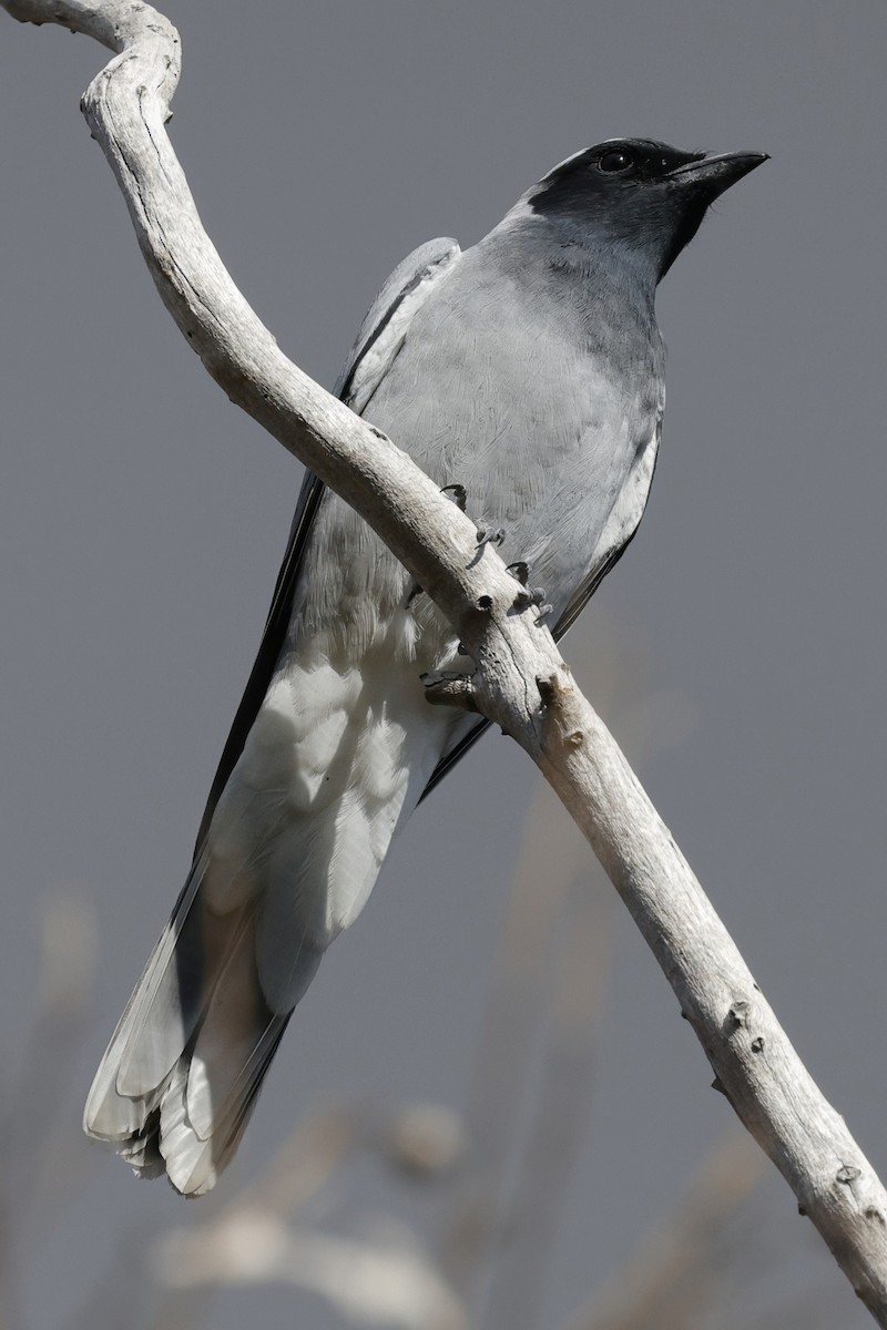 Black-faced Cuckooshrike - ML639942736