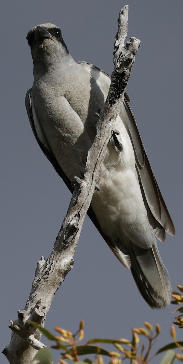 Black-faced Cuckooshrike - ML639942738