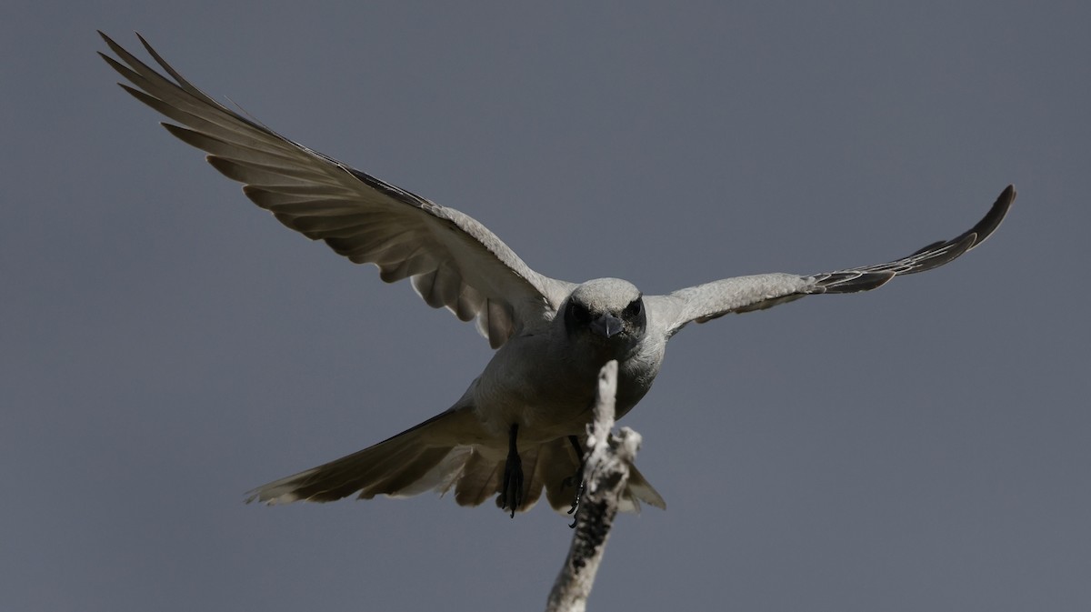 Black-faced Cuckooshrike - ML639942739