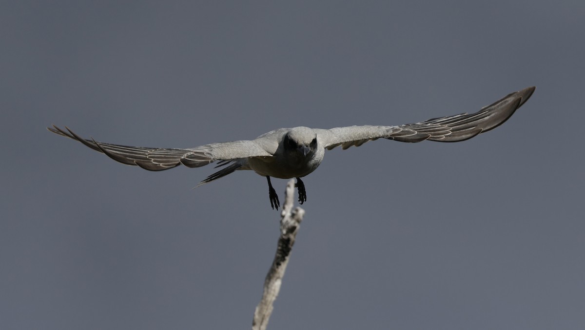 Black-faced Cuckooshrike - ML639942740