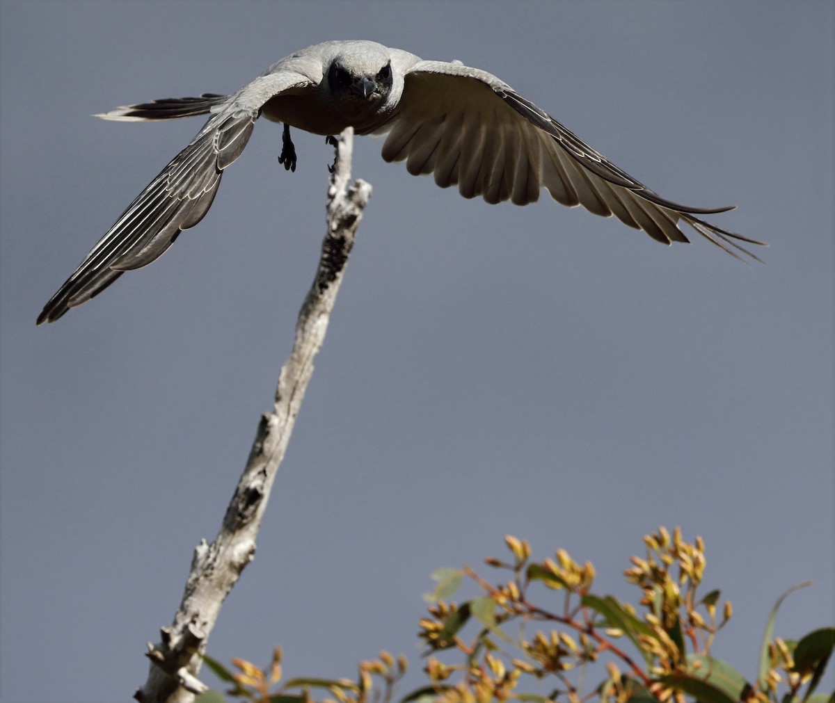Black-faced Cuckooshrike - ML639942741