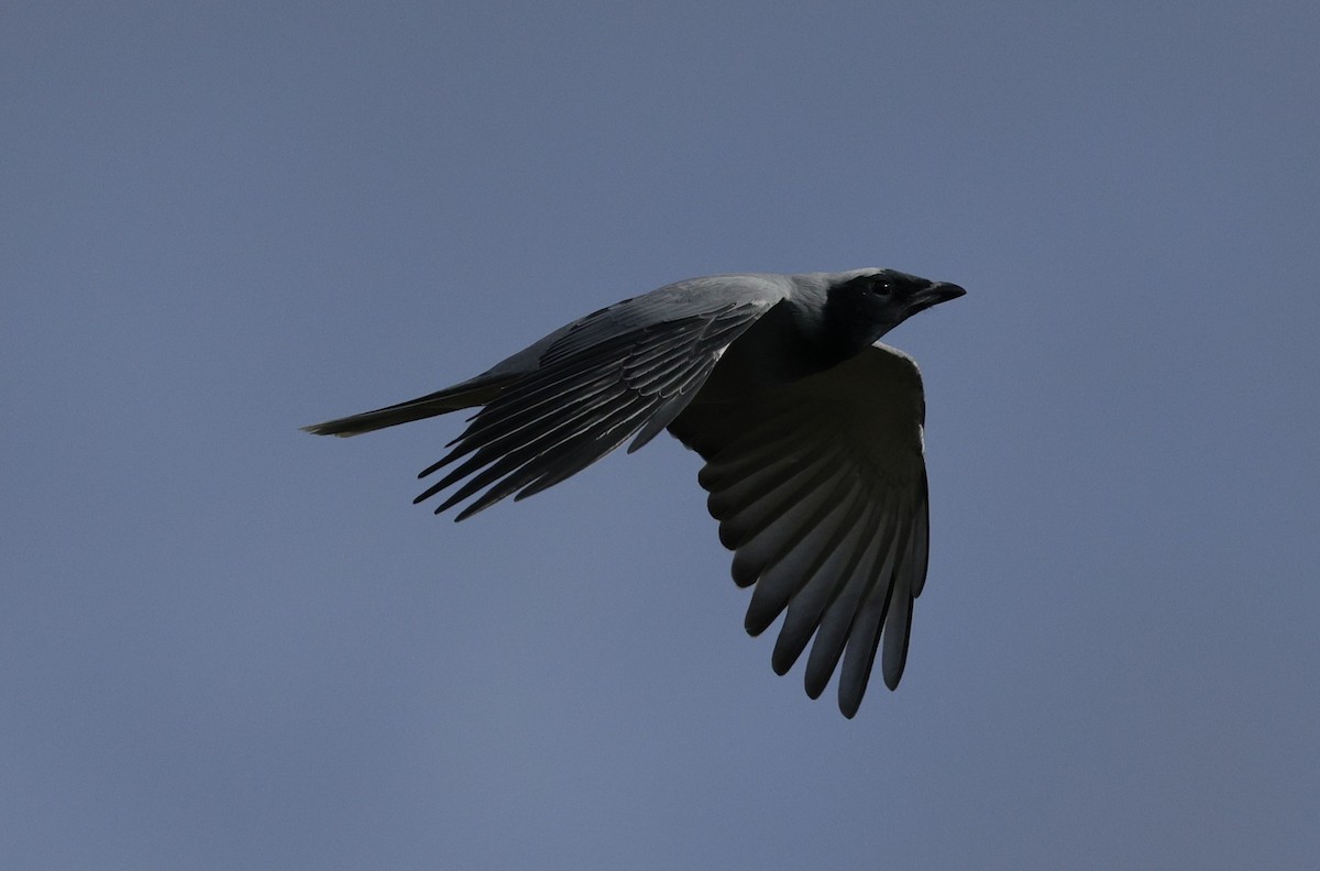 Black-faced Cuckooshrike - ML639942742