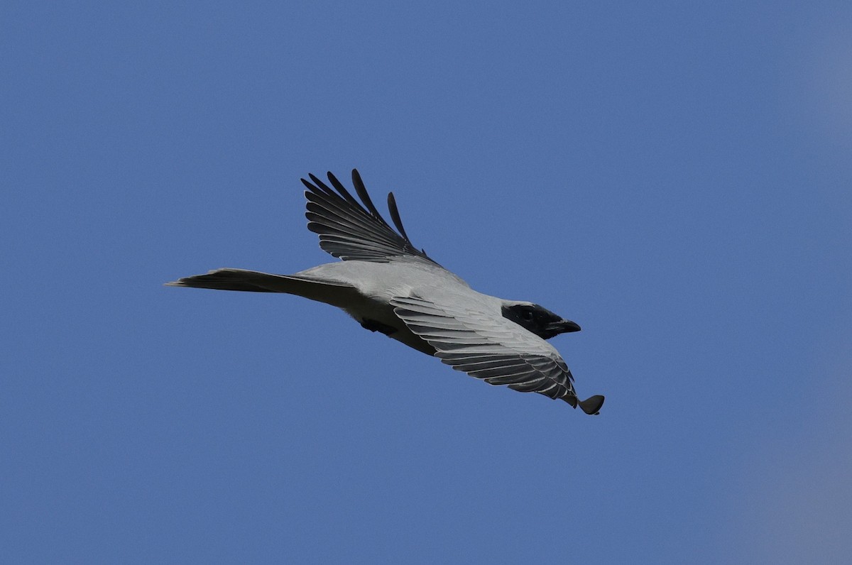 Black-faced Cuckooshrike - ML639942743