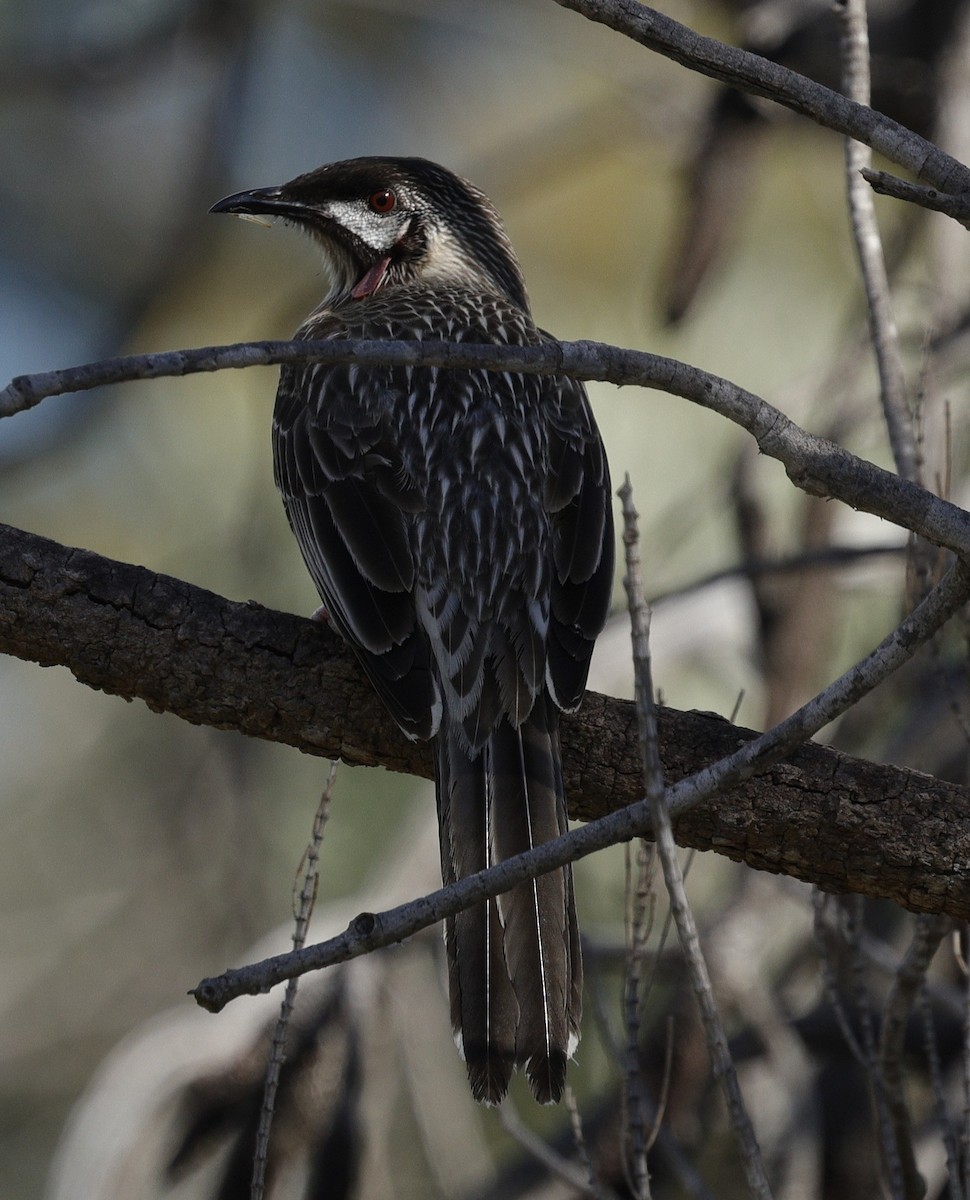 Red Wattlebird - ML639942758