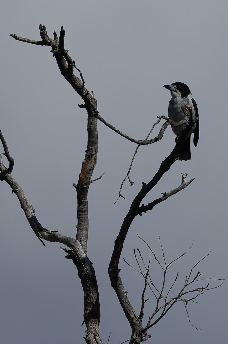 Gray Butcherbird - ML639942766