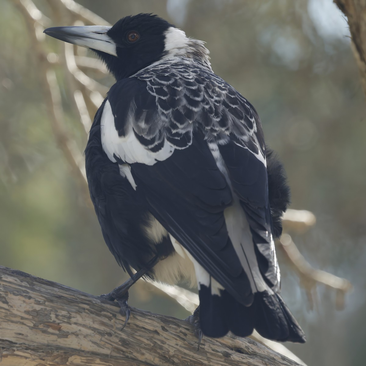 Australian Magpie - ML639942773