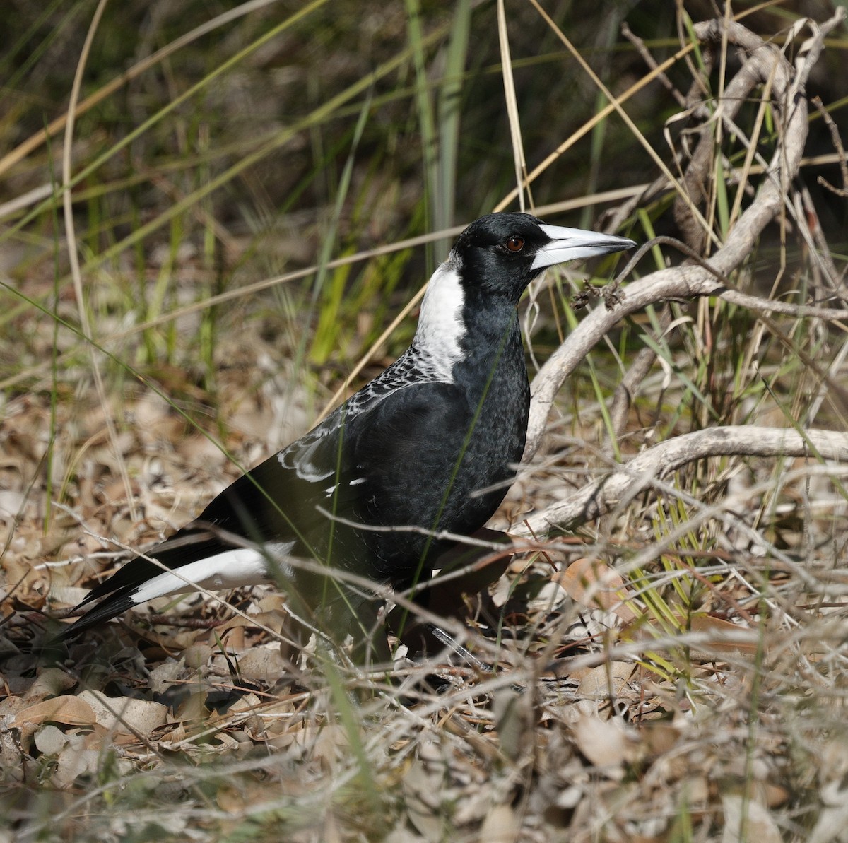 Australian Magpie - ML639942774
