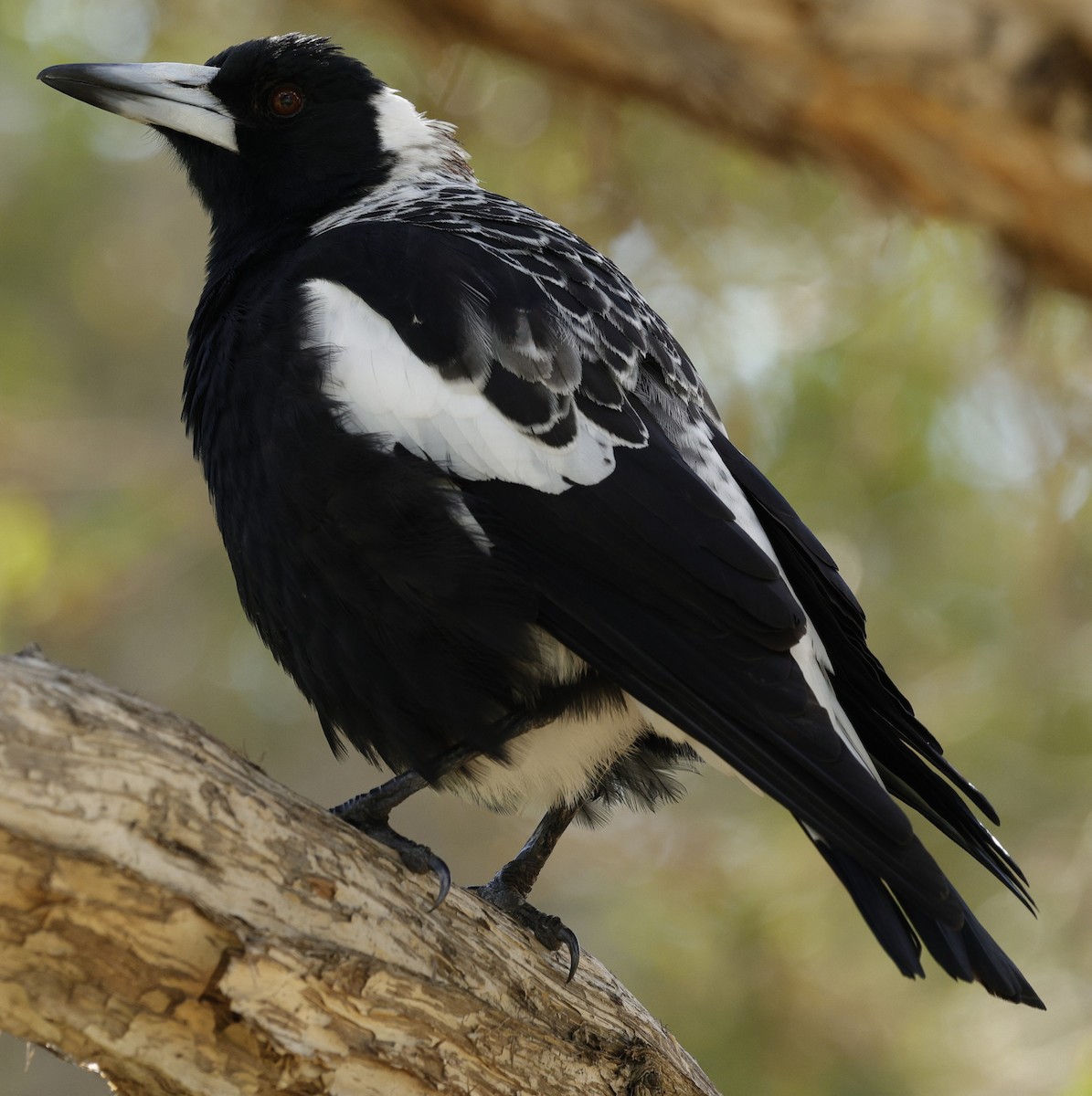 Australian Magpie - ML639942775