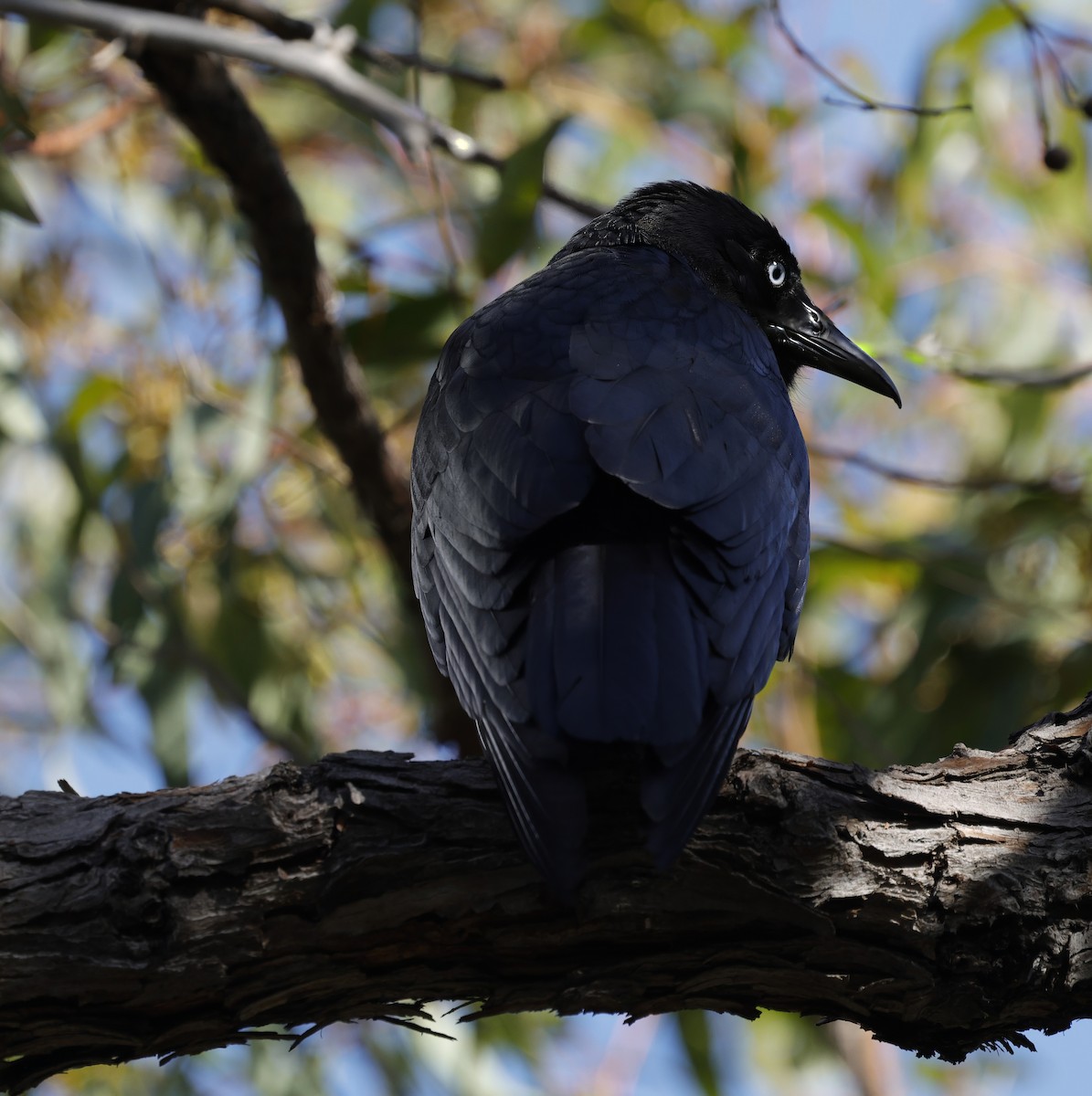 Australian Raven - ML639942802