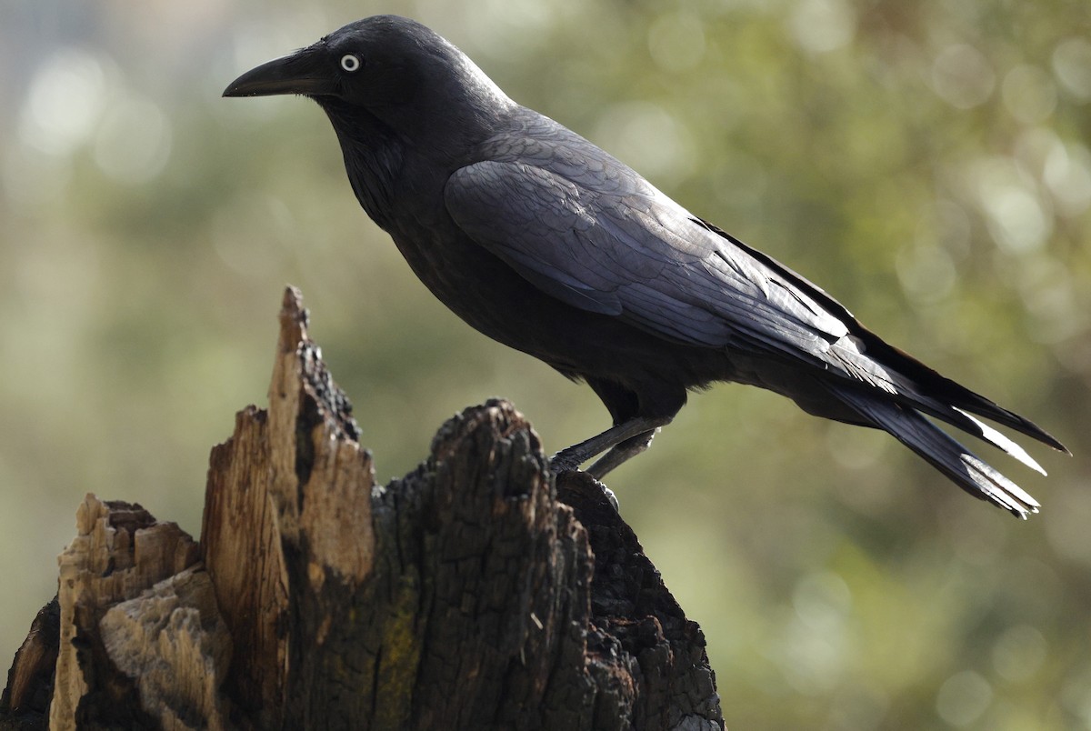 Australian Raven - ML639942803