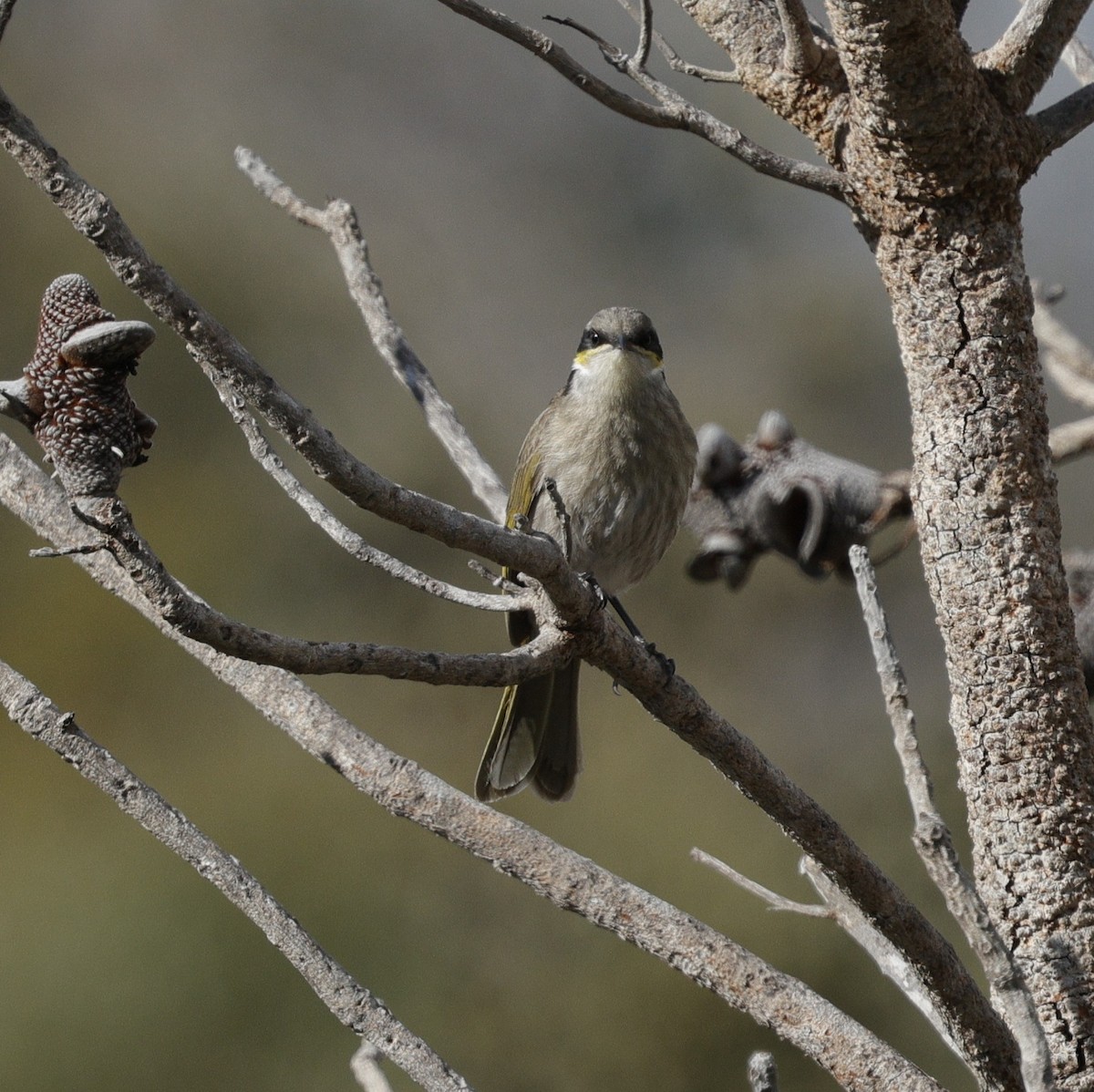 Singing Honeyeater - ML639942804