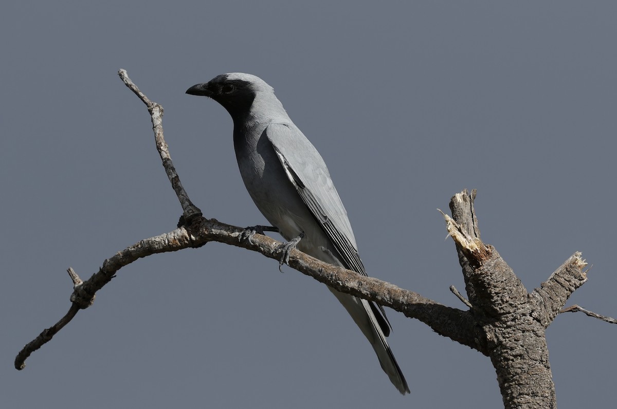 Black-faced Cuckooshrike - ML639942867