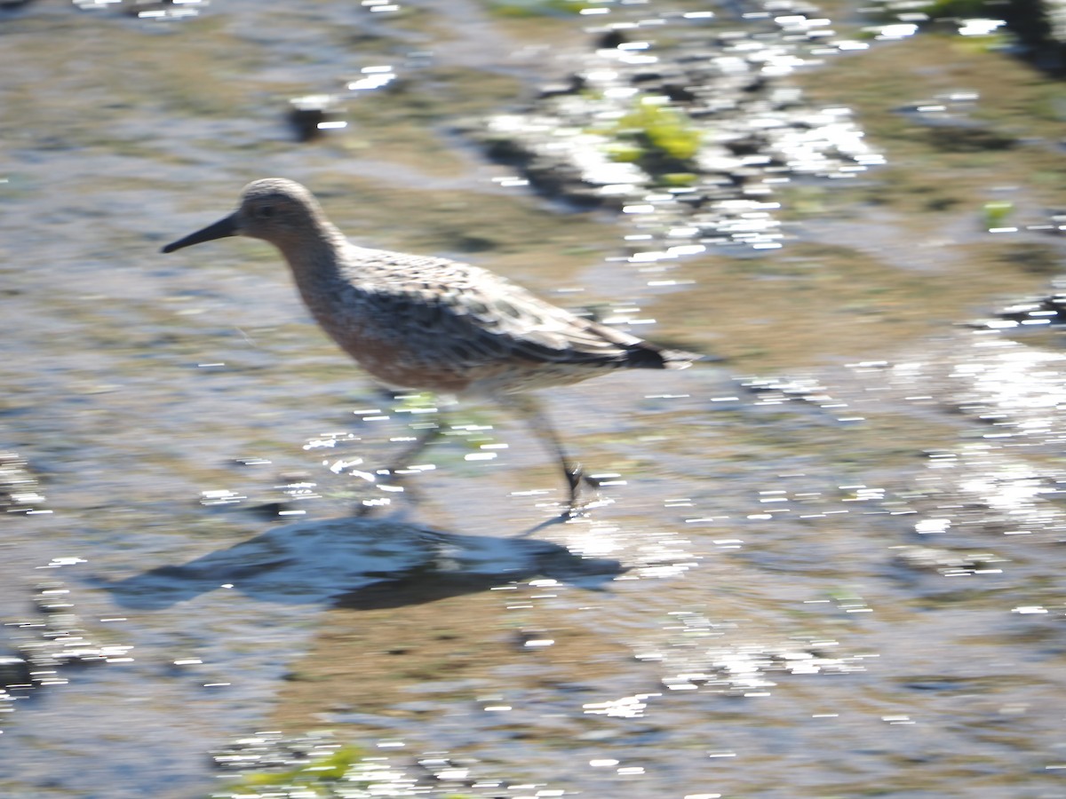 Red Knot - ML639942945
