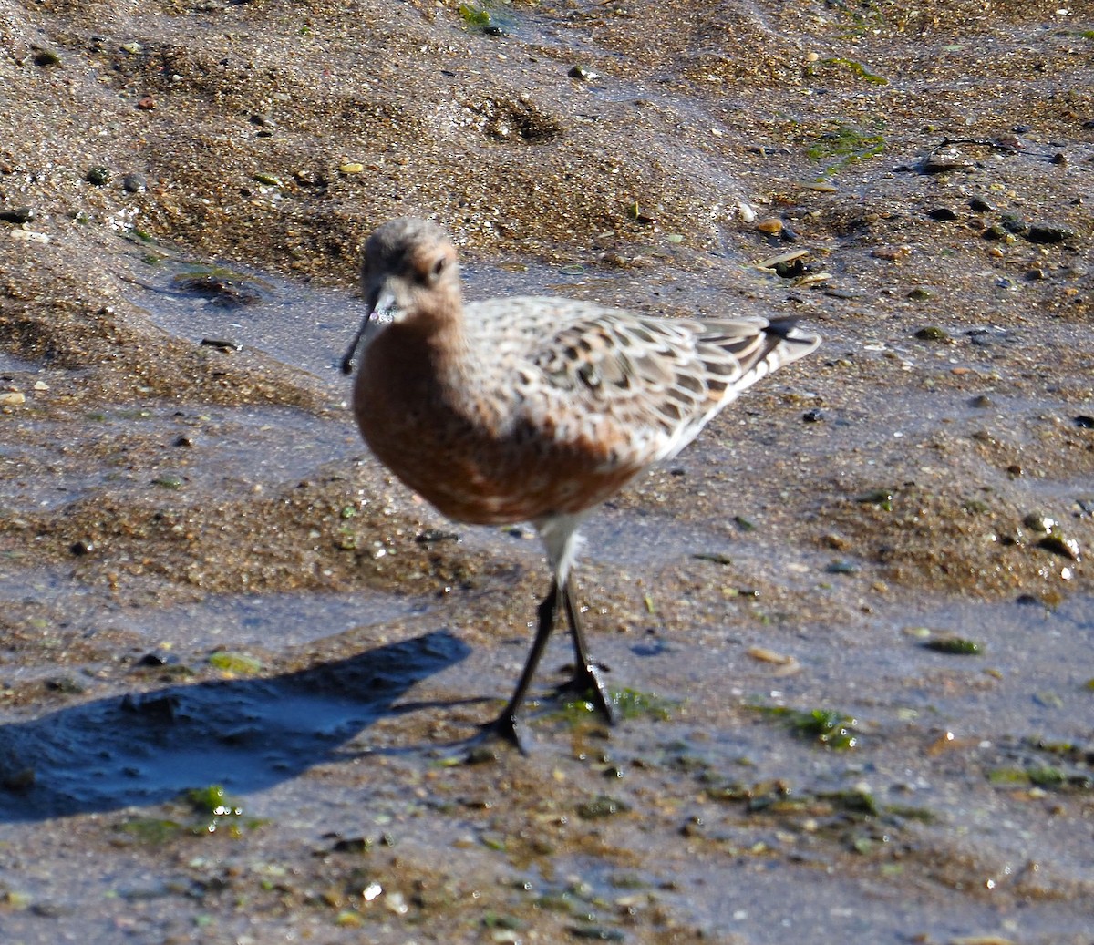 Red Knot - ML639942946