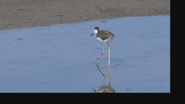 Black-necked Stilt - ML639942957