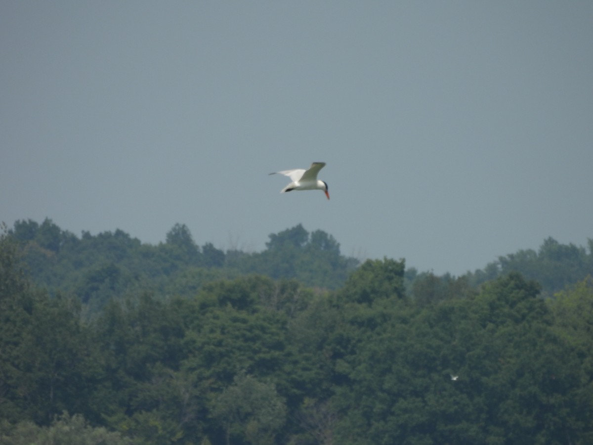 rovterne - ML639942982