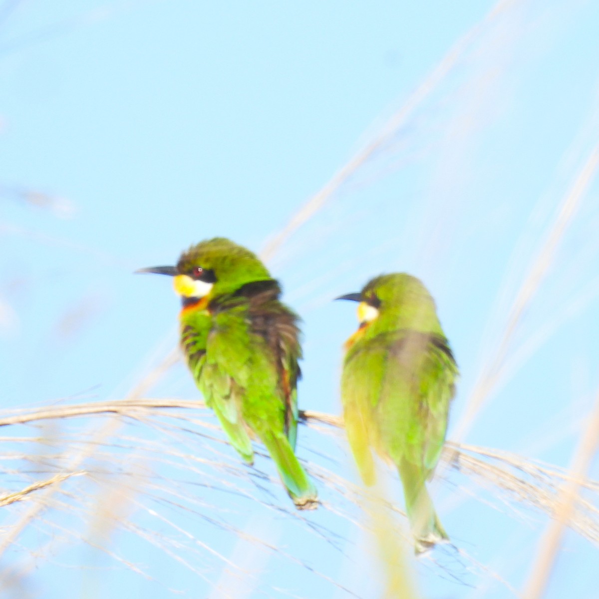 Blue-breasted Bee-eater - ML639942988