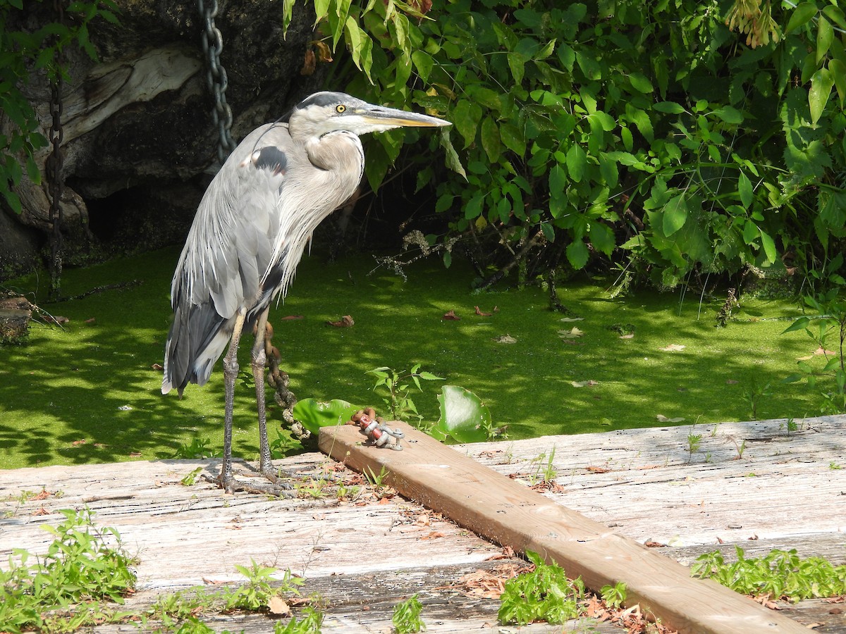 Great Blue Heron - ML639942997