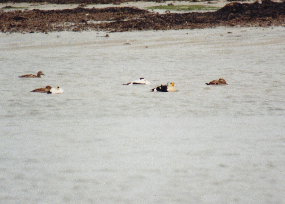 King Eider - ML639943010