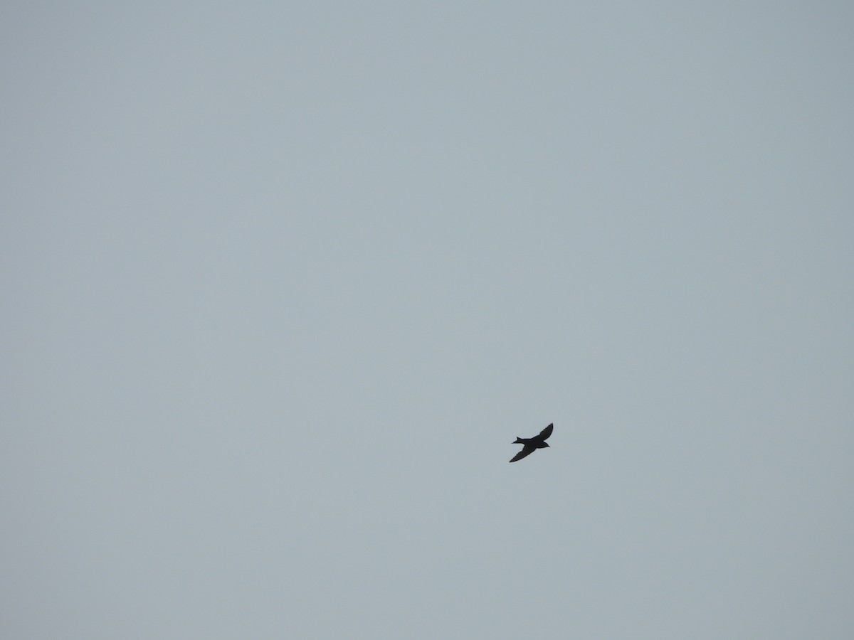 Purple Martin - ML639943017
