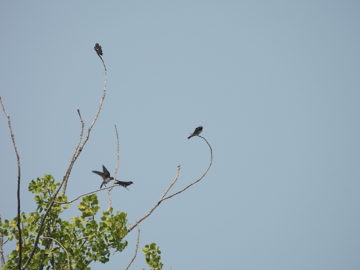 Purple Martin - ML639943019