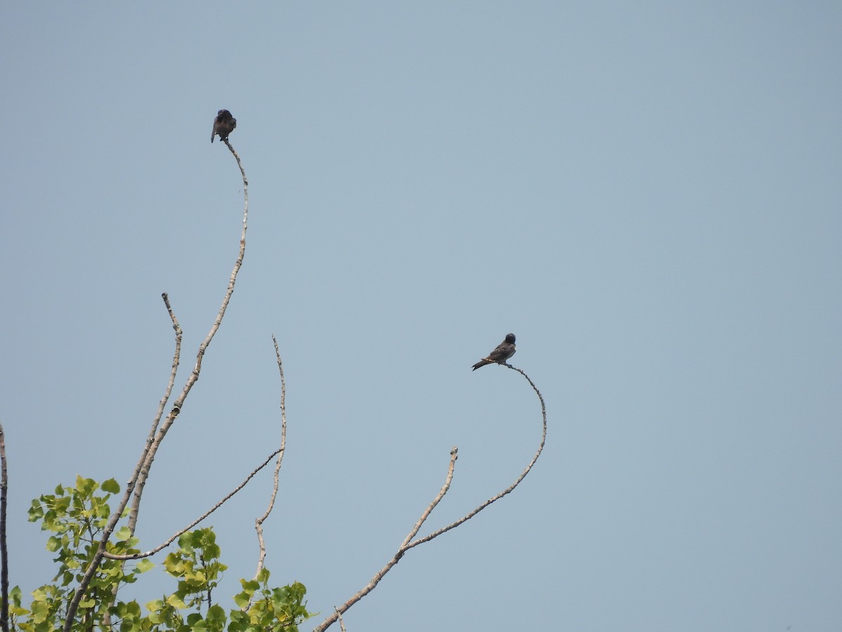 Purple Martin - ML639943020