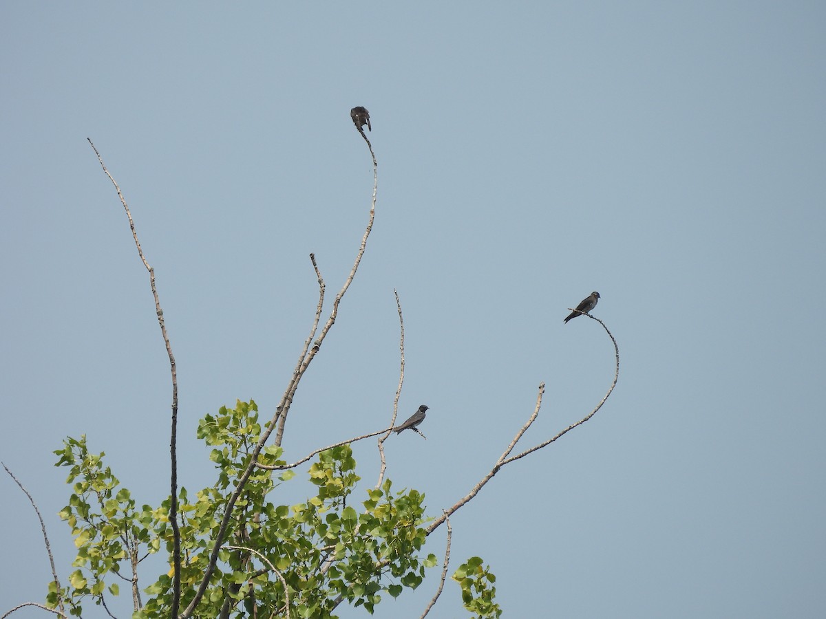 Purple Martin - ML639943021