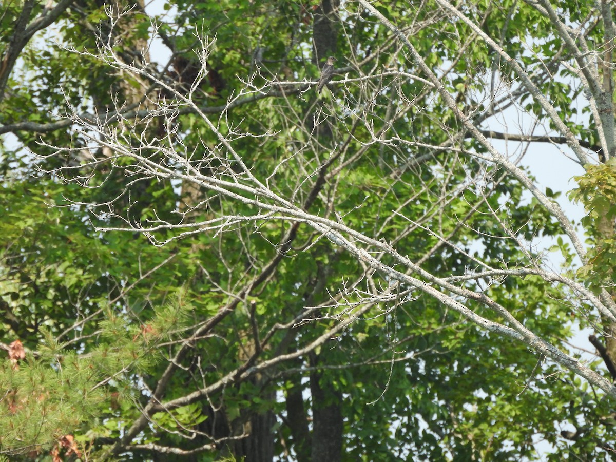 Purple Martin - ML639943022
