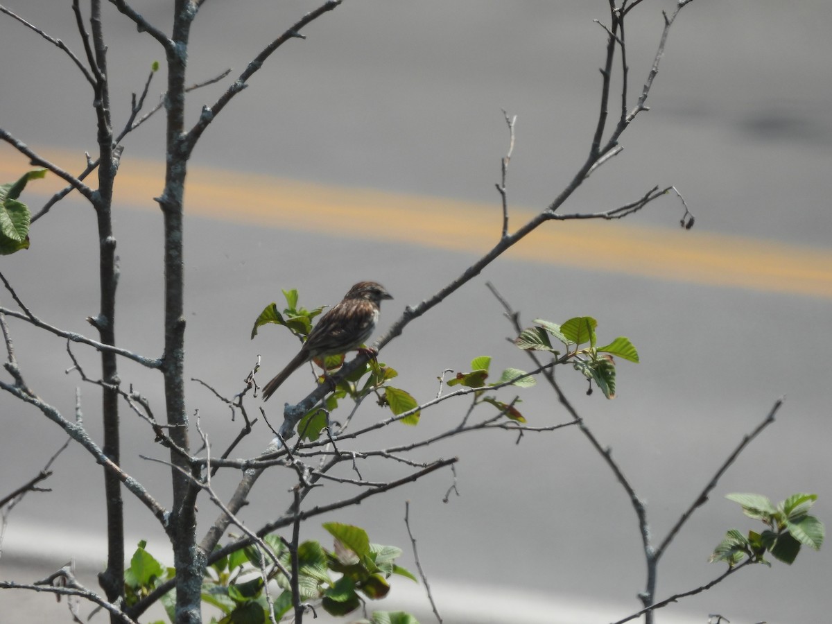 Song Sparrow - ML639943048